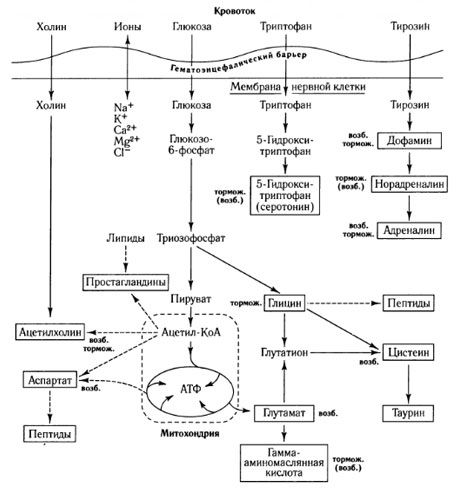 Modalitatile de schimb de mediatori si rolul barierei hemato-encefalice in metabolism (in: Shepherd, 1987)
