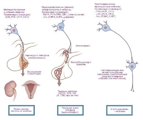 Hipotalamus.  Trei tipuri de celule neurosecretorii ale hipotalamusului.