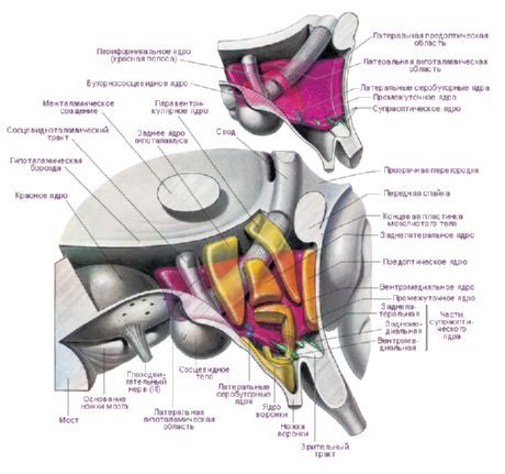 Zona hipotalamusului din emisfera stângă a creierului.  Principalele nuclee hipotalamice