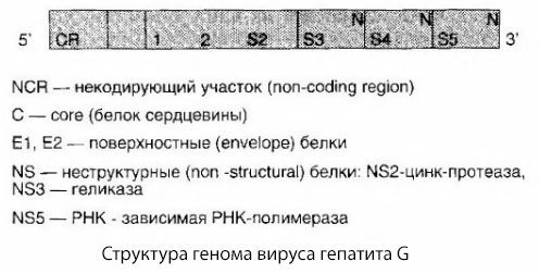 Virusul hepatitei G (HGV)