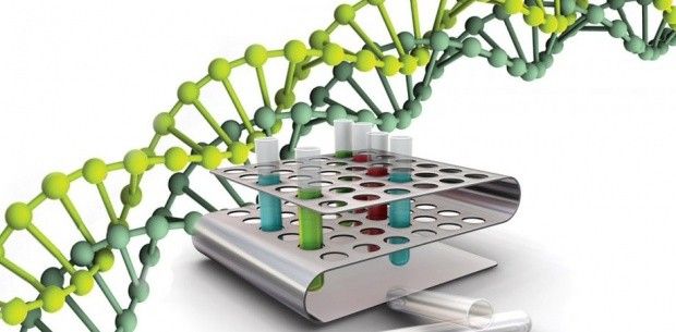 Cromozomii artificiali contribuie la combaterea bolilor ereditare