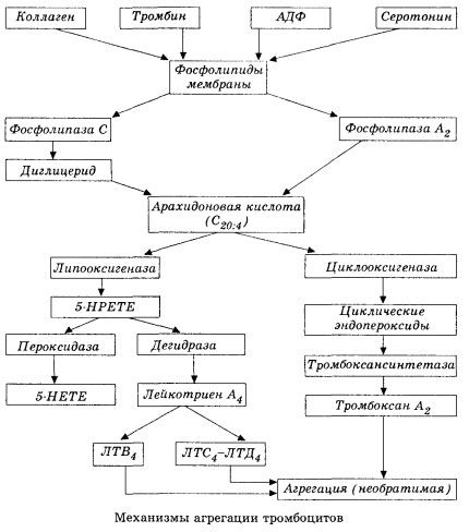 Stadiul inițial al hemocoagulării și mecanismul homeostaziei locale de hemocoagulare
