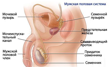 fiziologia penisurilor)