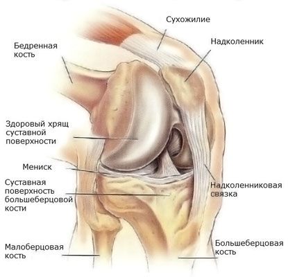 Meniscul articulației genunchiului