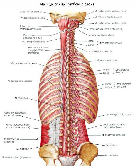 Muschii din spate