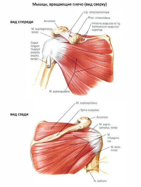 Subscapular musculare