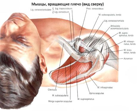 Musculatură musculară și subacută