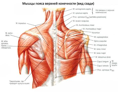 Musculatura deltoidă
