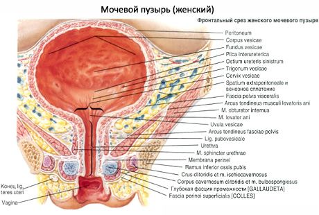 Vezica urinară (vesica urinaria)