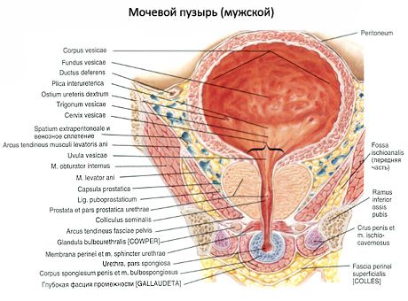 capacitatea vezicii urinare)