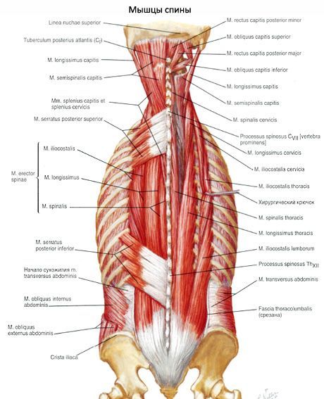 Musculare, îndreptarea coloanei vertebrale
