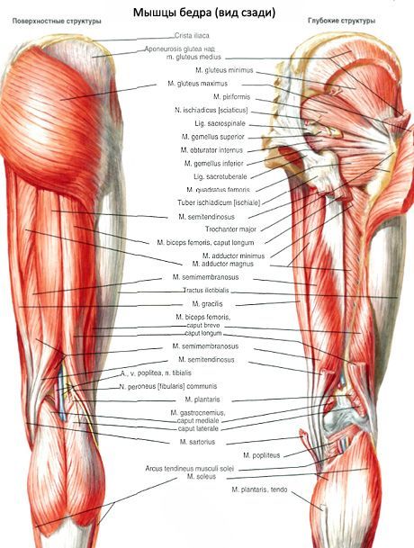 Bicepsul femural