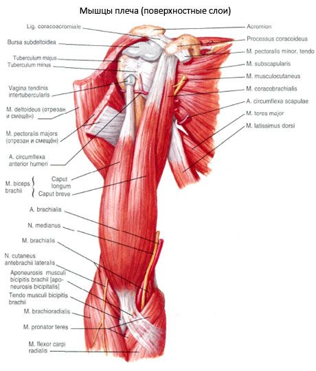 Biceps biceps (biceps umăr)