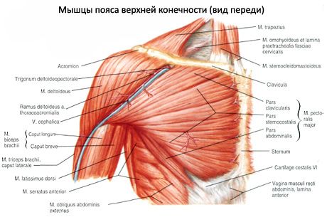 Muschii din centura de umar