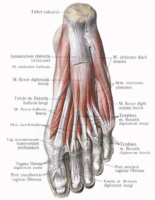 Muschii piciorului