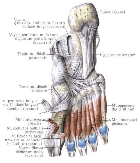 Muschii piciorului