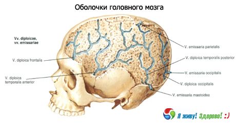 Shells din creier