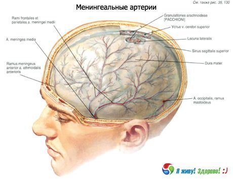 Arterele meningeale