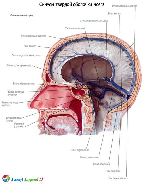 Sinusurile (sinusurile) ale membranei solide a creierului