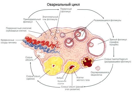 Ovogeneză.  Ciclu menstrual
