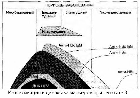 Patogenia hepatitei B