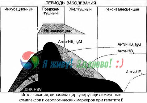 Patogenia hepatitei B