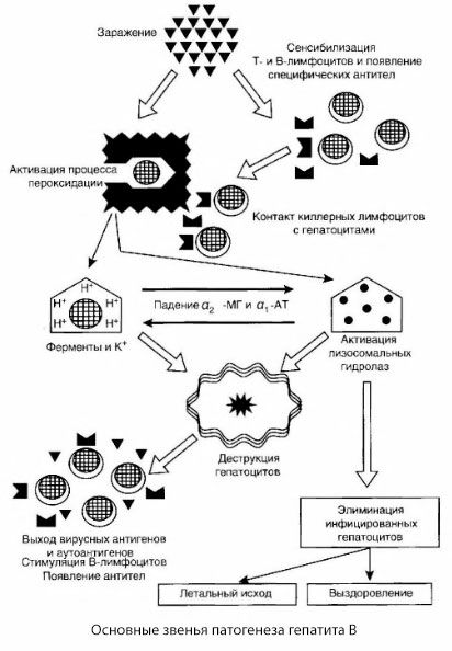 Patogenia hepatitei B