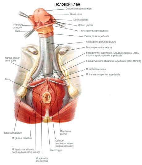 forme ale capului penisului)