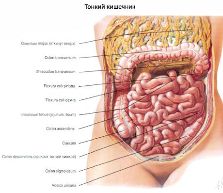 Transversal colon 