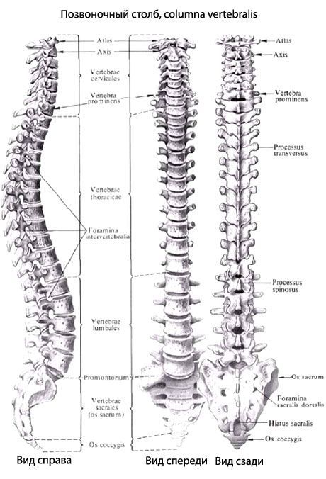 Coloana vertebrală (coloana vertebrală)