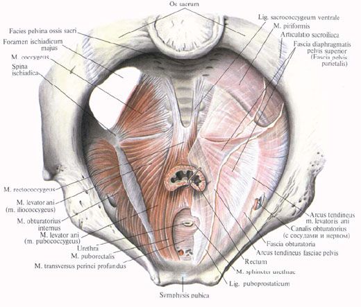 Diafragma pelvisului