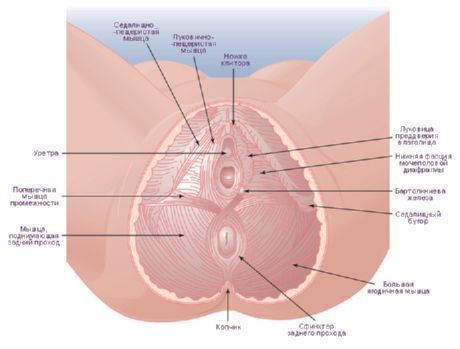 erecție și perineu