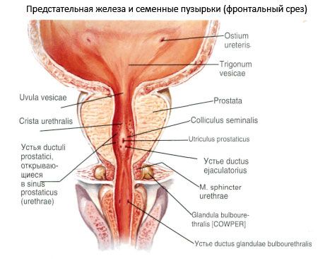 Prostatul (glanda prostatică)