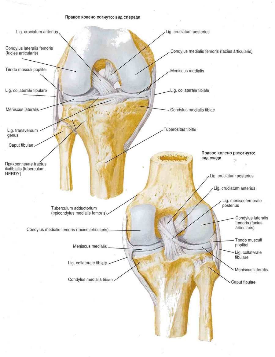 osteoartrita articulației genunchiului stadiul 1