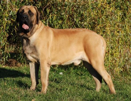 Vechi englezesc Mastiff