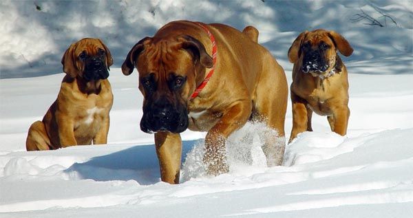 Sud-african mastiff sau Boerboel