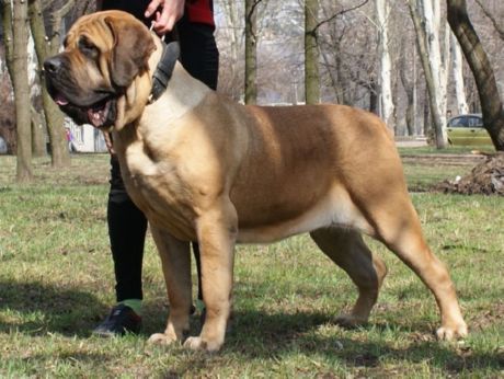 Mastiff spaniol