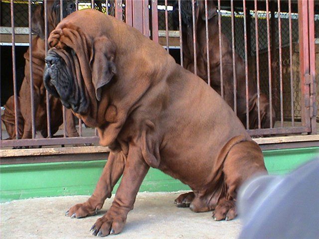 Mastiff coreean