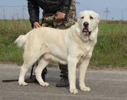 Câine ciobănesc din Asia Centrală