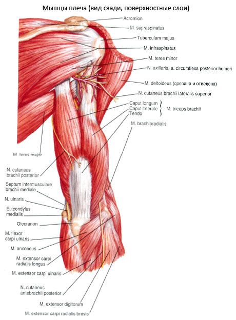 Mușchiul triceps brahialis (tricepsul pecula)