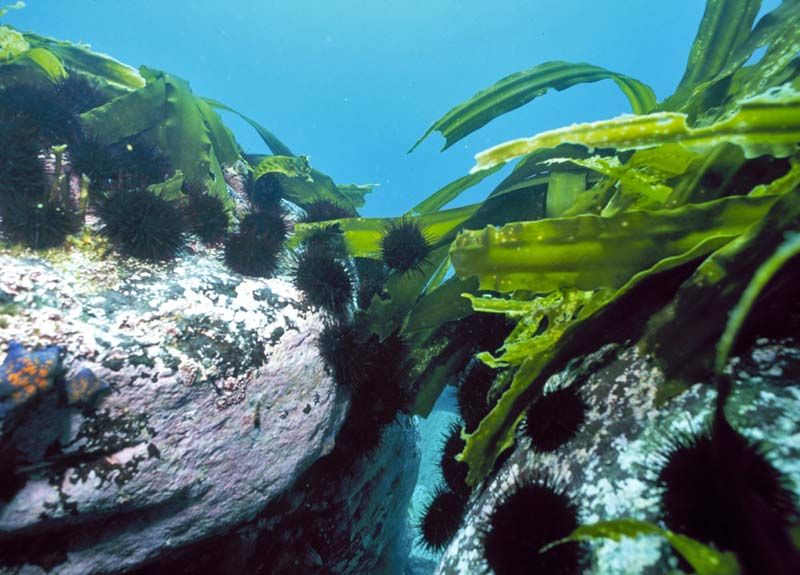 Dacă restauram populația de vidre de mare, atunci, la rândul lor, acestea vor reduce numărul de urchini de mare, ceea ce înseamnă că laminaria va deveni mai mare.